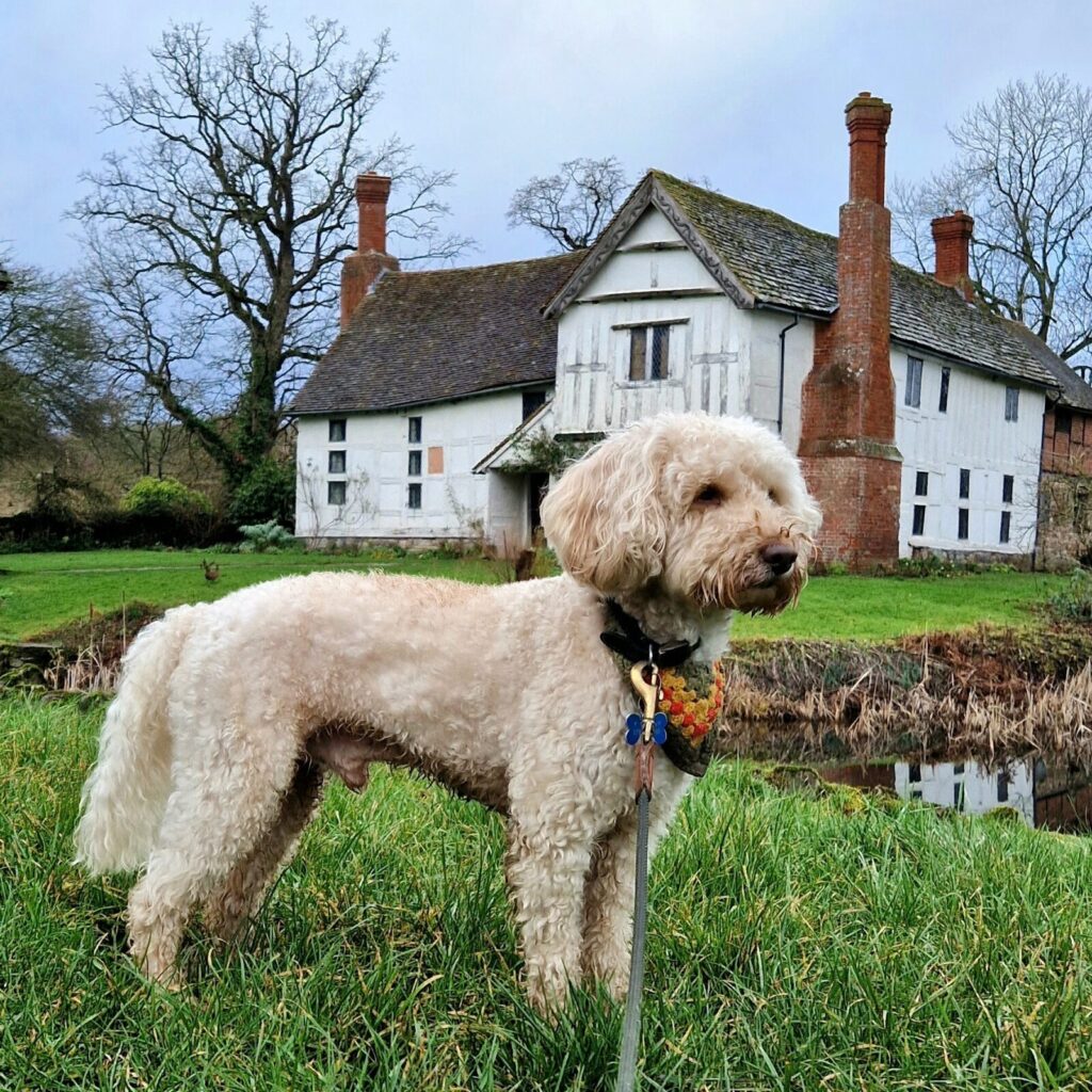 Dogs at Brockhampton Manor in Herefordshire
