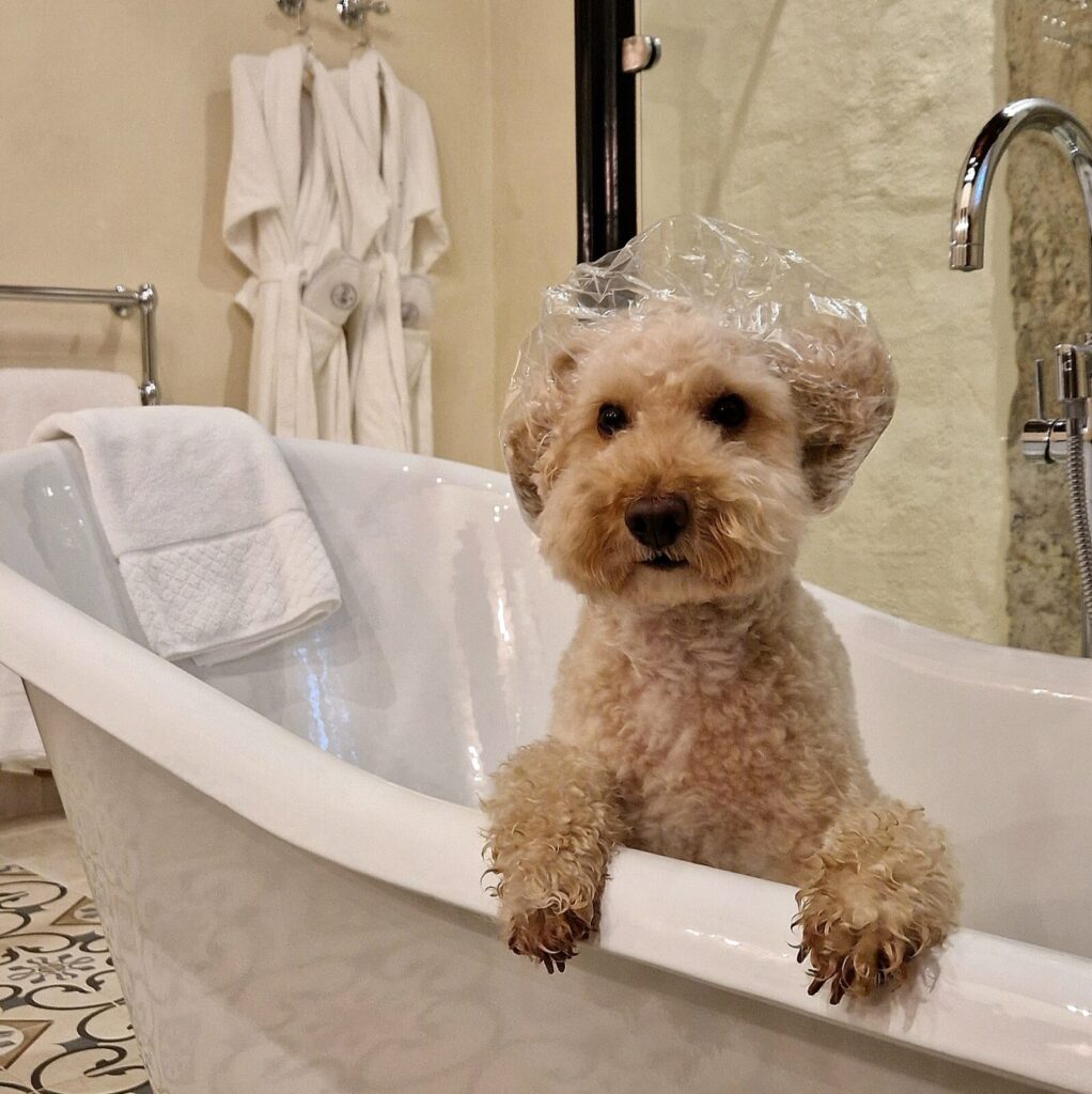 Dog-friendly Thornbury Castle in Gloucestershire