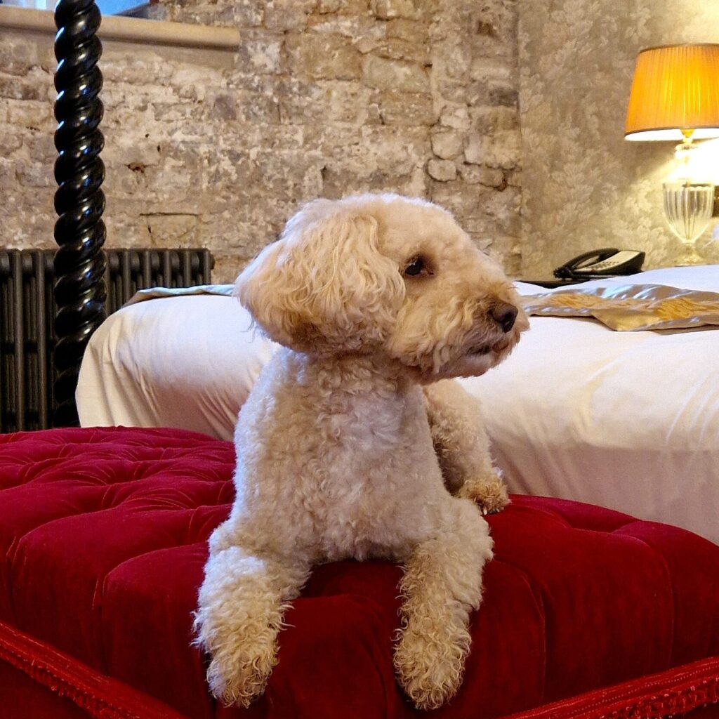 Dog-friendly Thornbury Castle in Gloucestershire