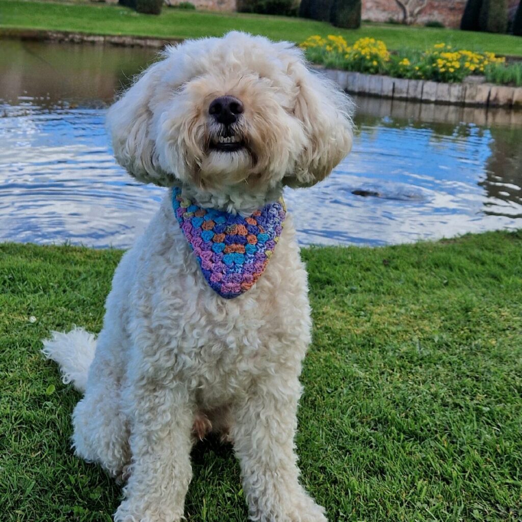 Dogs at Westbury Court Garden in Gloucestershire