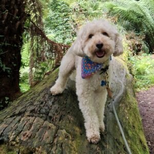 Dogs at Lost Gardens of Heligan in Cornwall