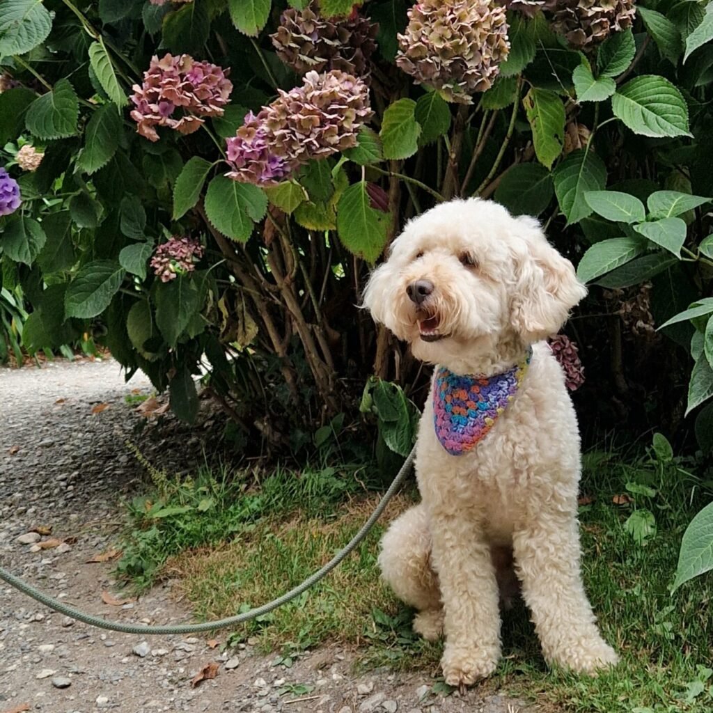 Dog-friendly Trebah Garden in Cornwall