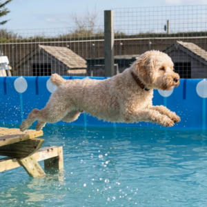 Swimming pools for dogs