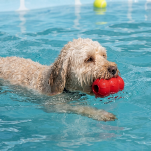 Swimming pools for dogs