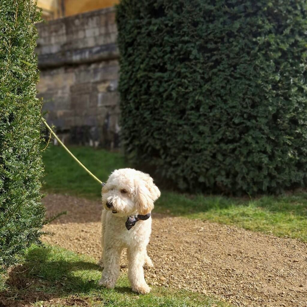 Exploring Belvoir Castle grounds with our cockapoo Winnie