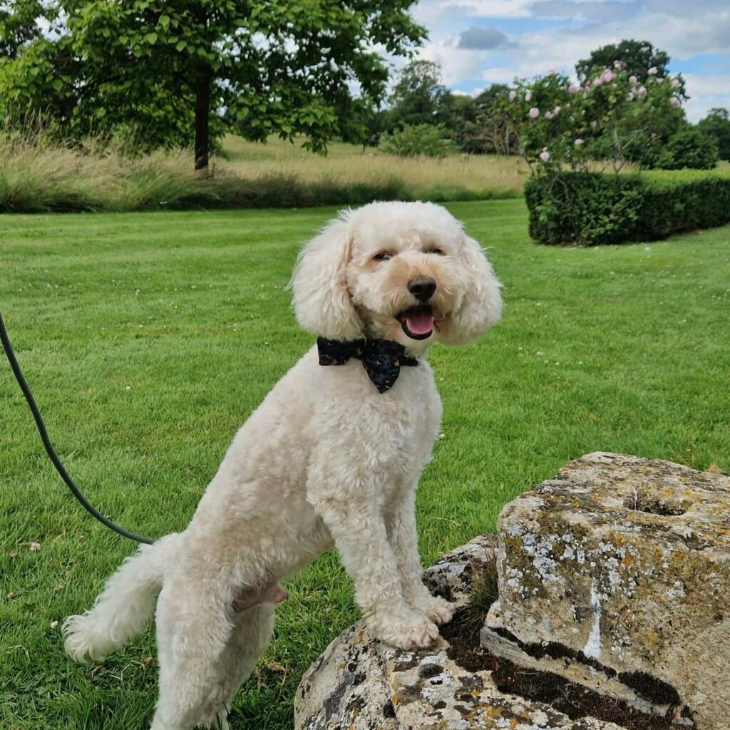 Dogs are welcome to explore the grounds of Broughton Castle