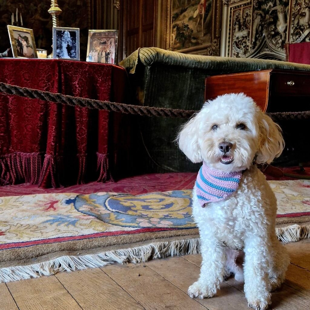 Cockapoo Winnie exploring Eastnor Castle inside