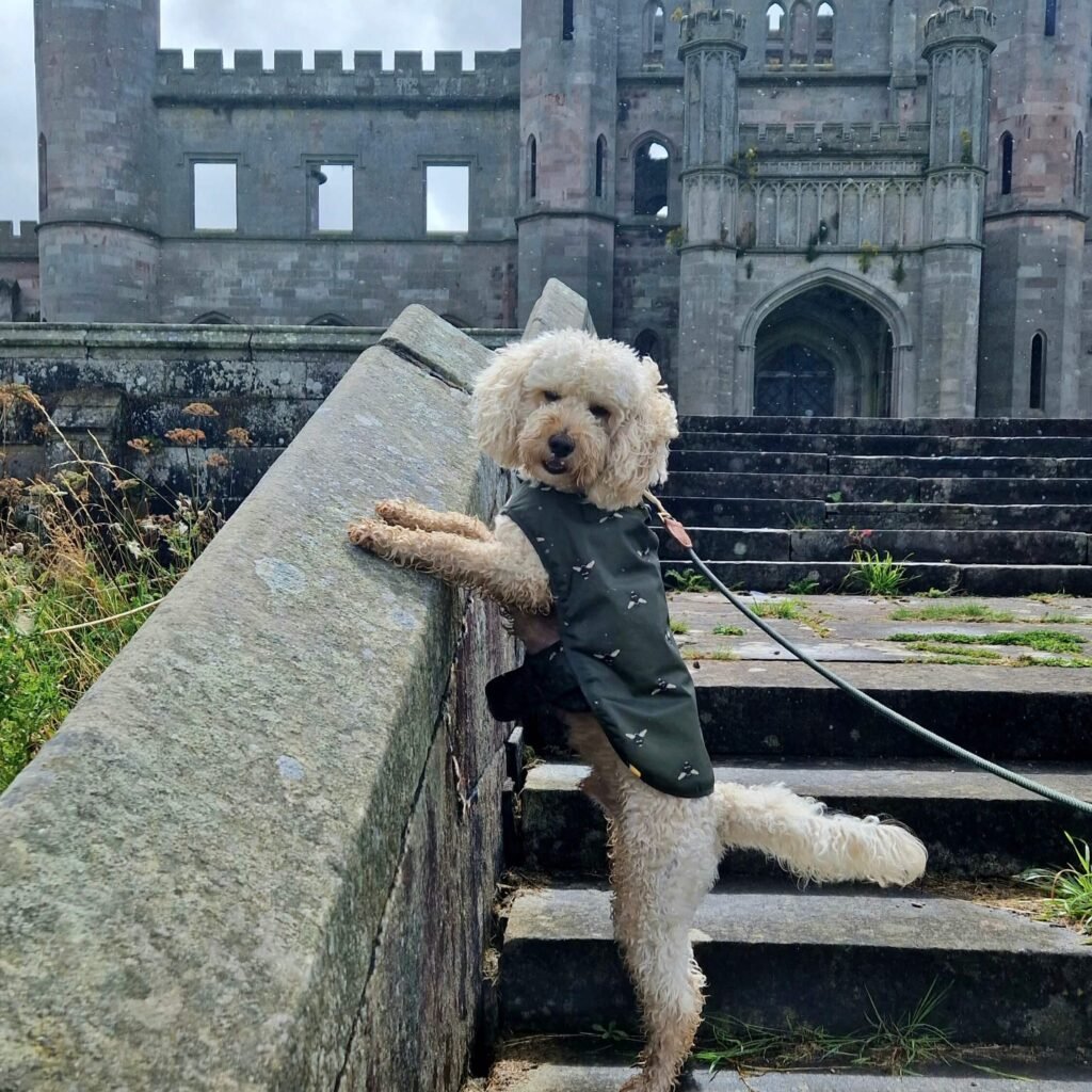 Cockapoo Winnie posing in front of Lowther Castle in the Lake District