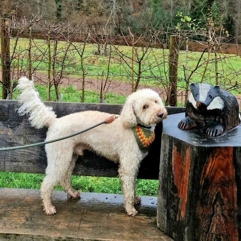 Cockapoo Winnie exploring grounds of Brockhampton Estate