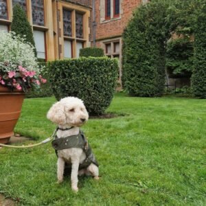 Cockapoo Winnie posing in front of Charlecote House in Warwickshire