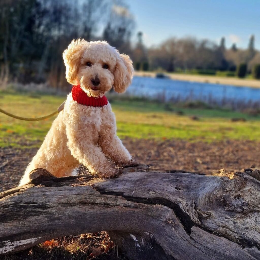 Cockapoo Winnie sniffing out at Clumber Park in Nottinghamshire