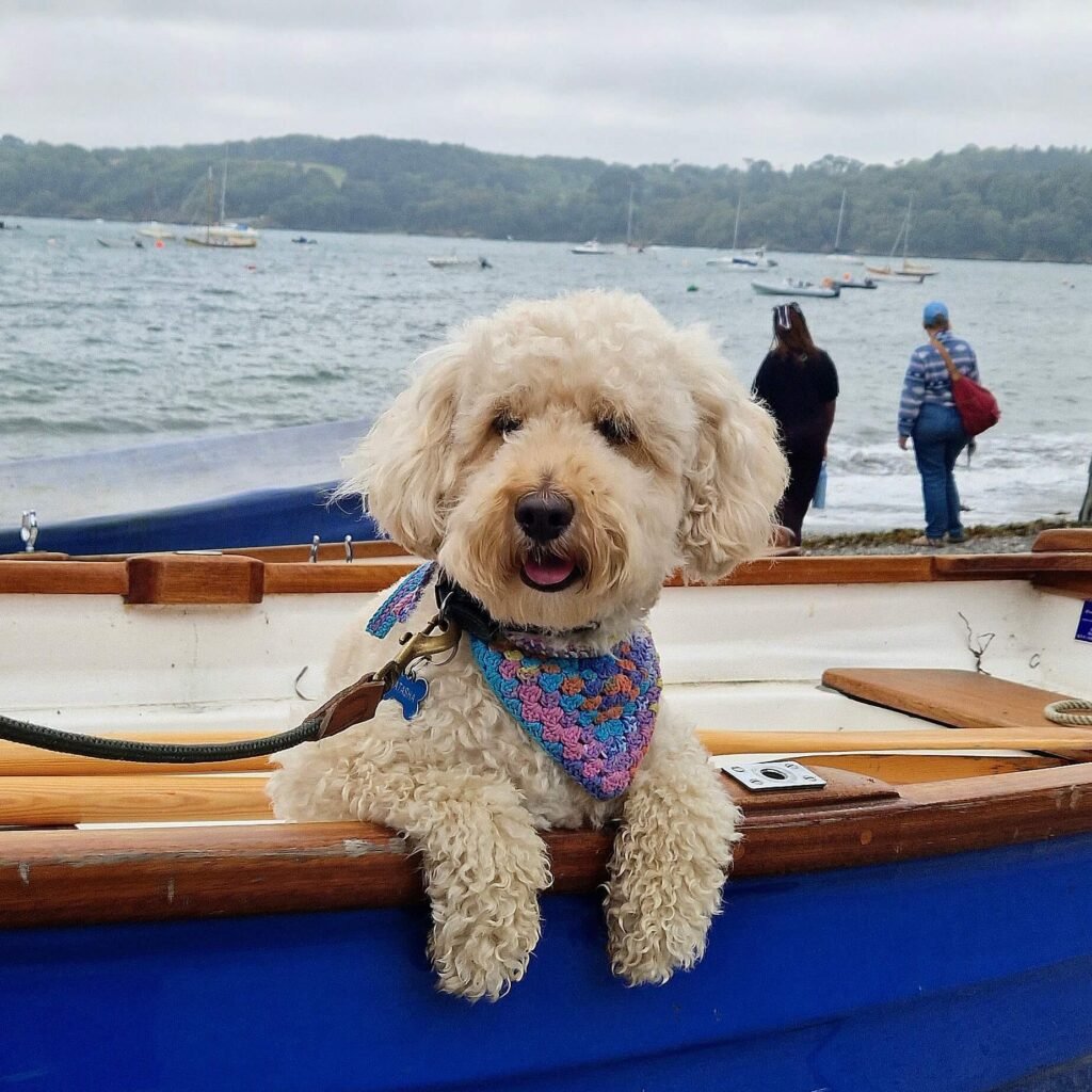 Dog-friendly Durgan Beach at the far end of Glendurgan Garden