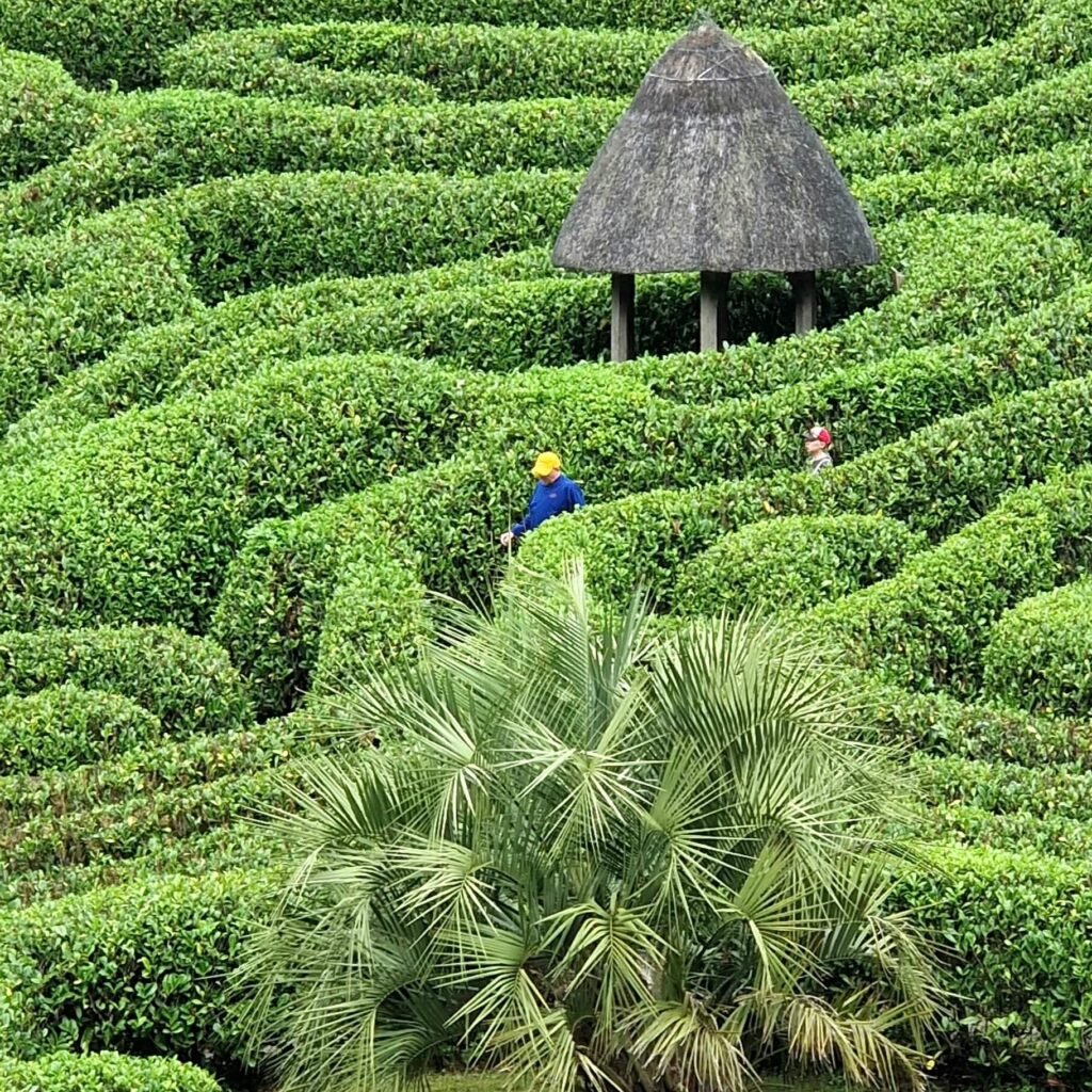 Famous maze at Glendurgan Garden in Cornwall