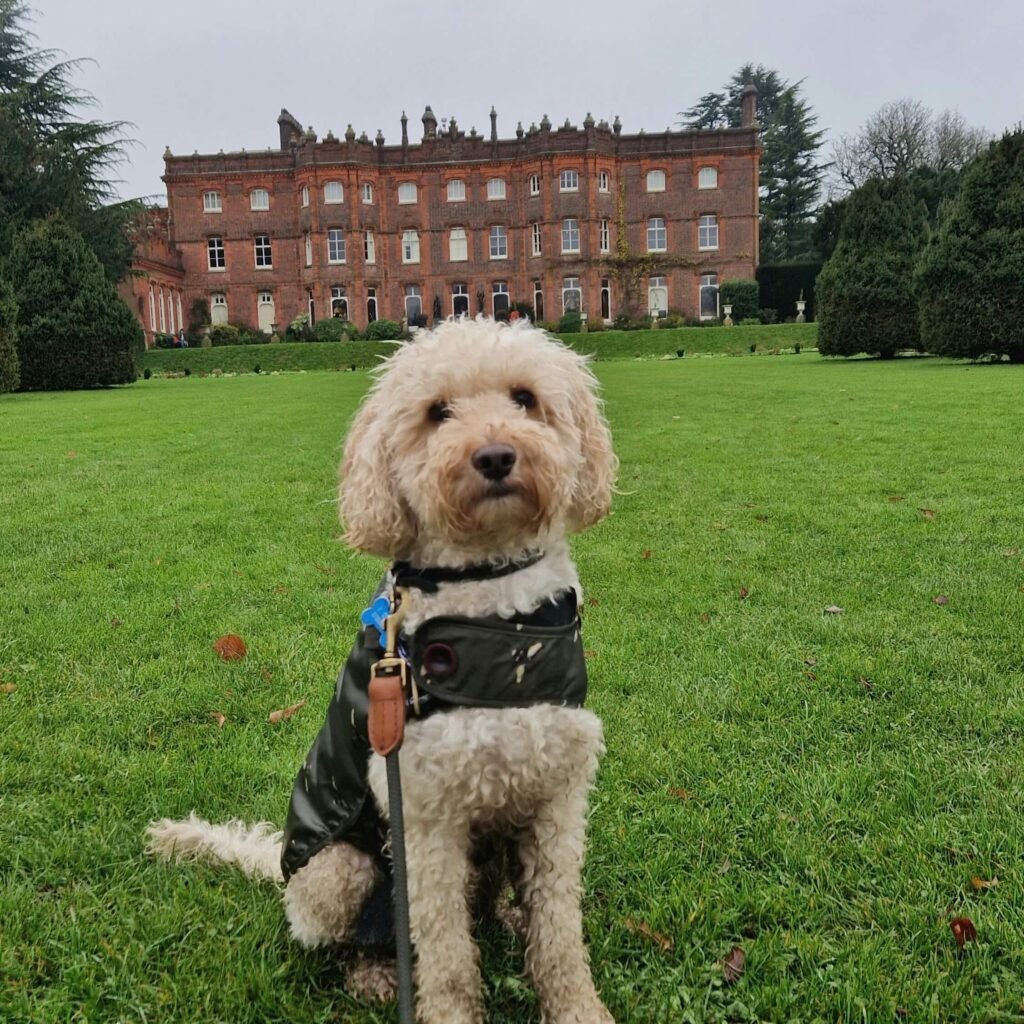 Winnie exploring grounds of Hughenden in Buckinghamshire