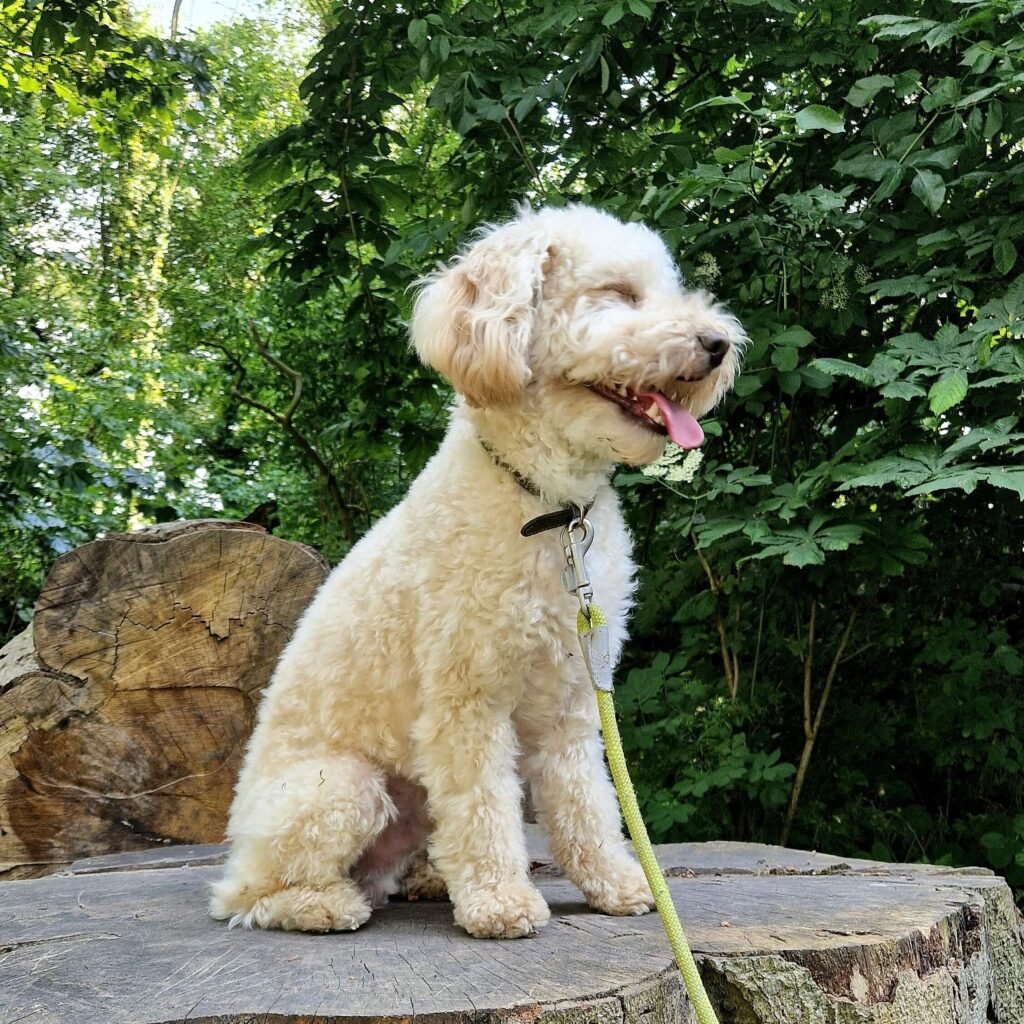 Cockapoo Winnie exploring extensive grounds of Kedleston in Derbyshire