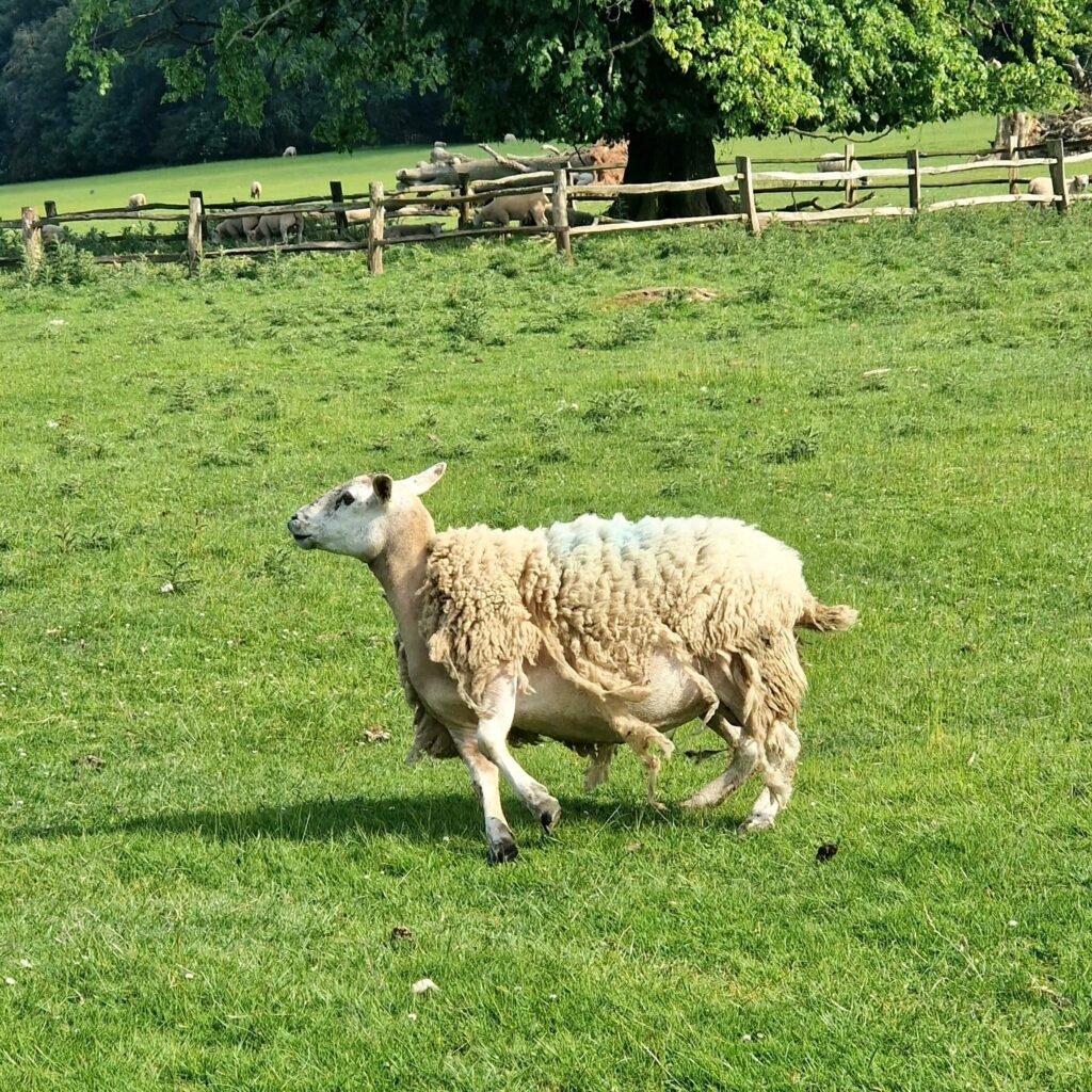 Dog-friendly grounds of Kedleston in Derbyshire