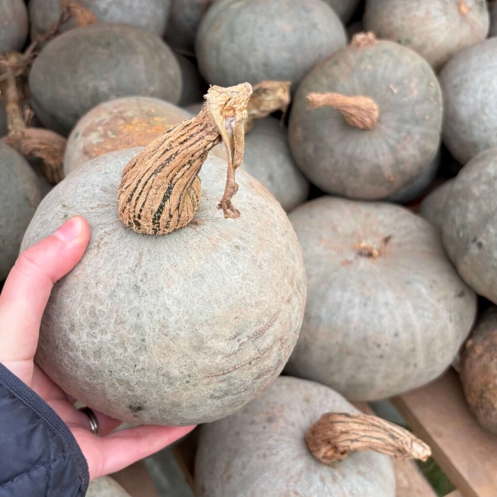Picking a blue pumpkin in the dog-friendly Pumpkin Patch in Warwickshire