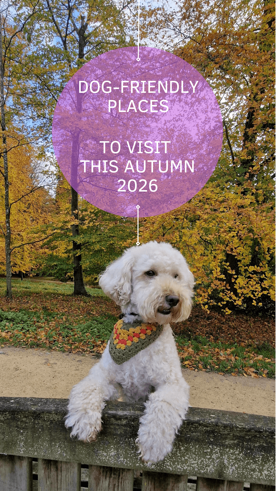 Dog-friendly places to visit this autumn 2026