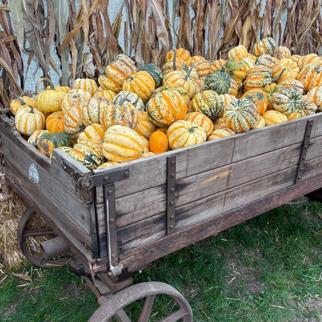 7 Dog-friendly pumpkin patches in the UK in 2026