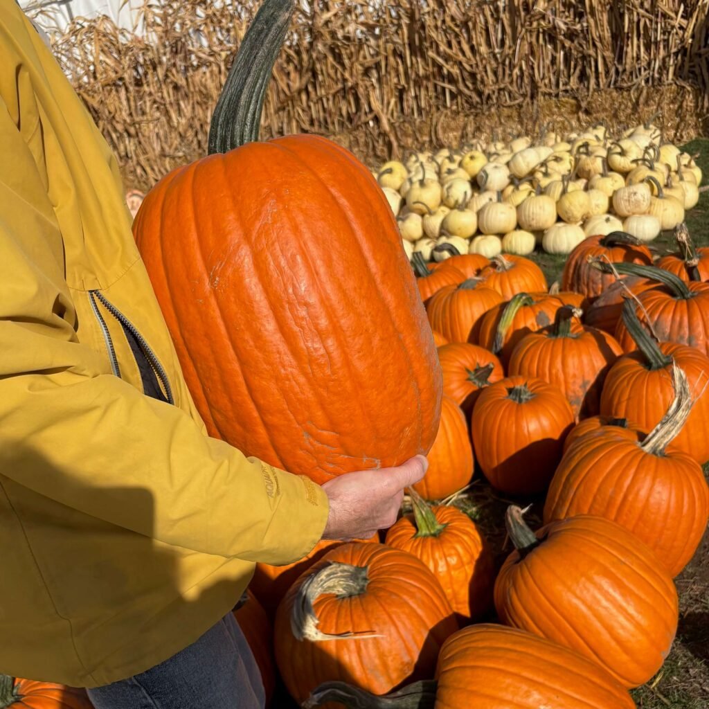 Picking the biggest pumpkin of the season 2026
