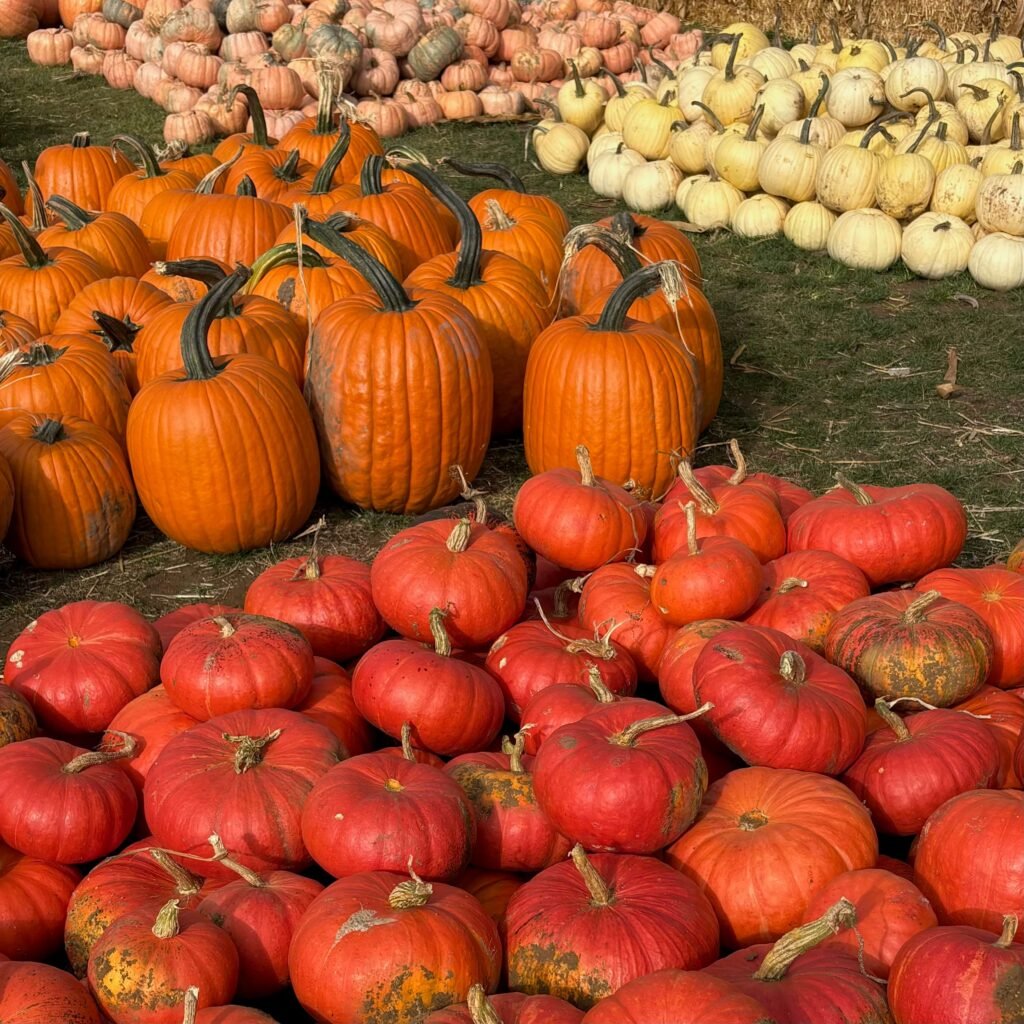 Dog-friendly pumpkin patch Pumpkins R Us in Warwickshire