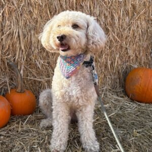 Winnie wandering around a pumpkin patch Pumpkins R Us in Warwickshire
