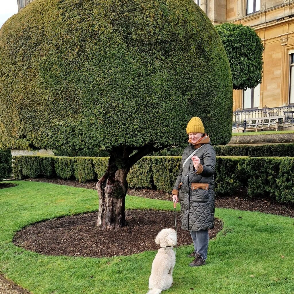 Winnie the Cockapoo with Waddesdon Manor in the background