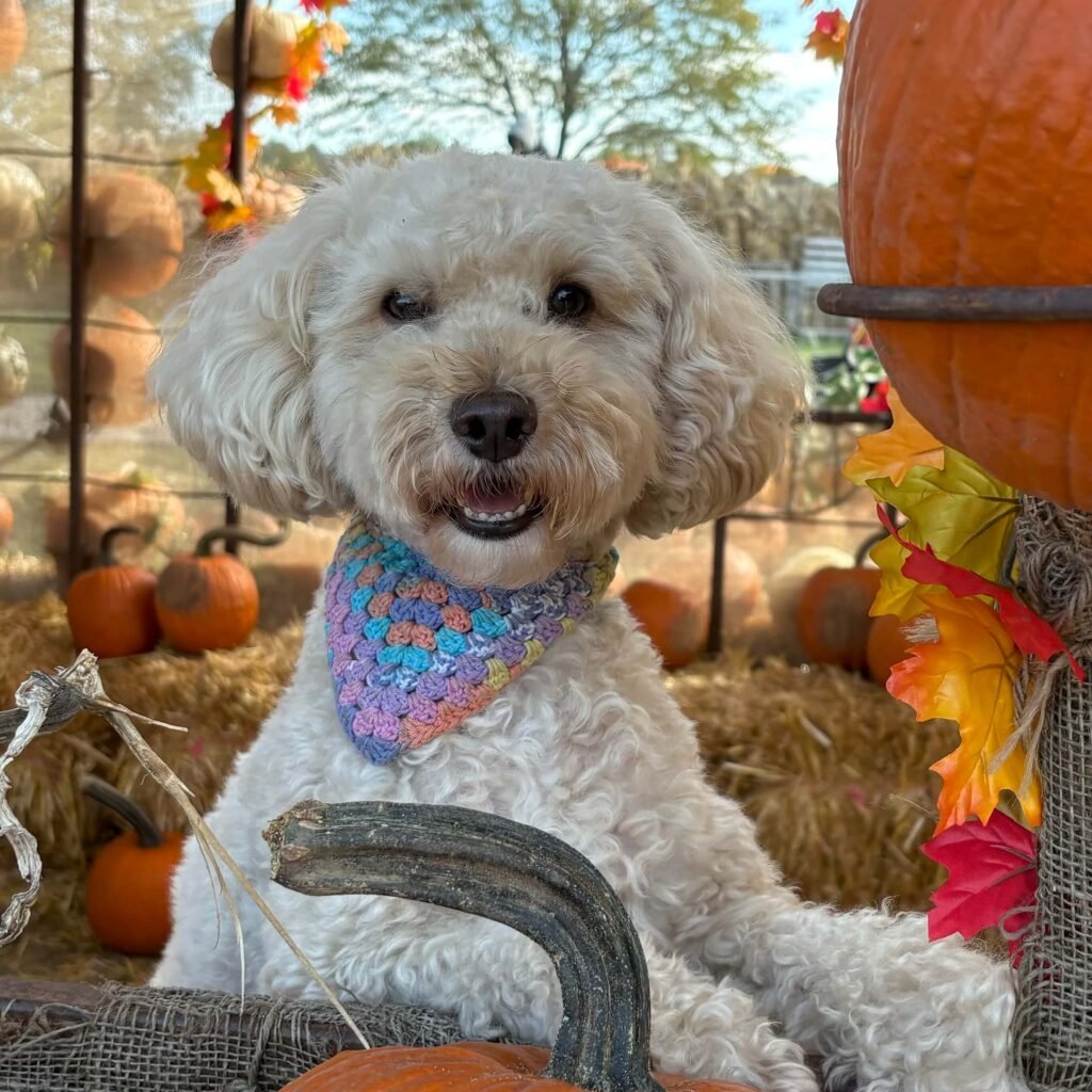 7 dog-friendly pumpkin patches to visit in the UK