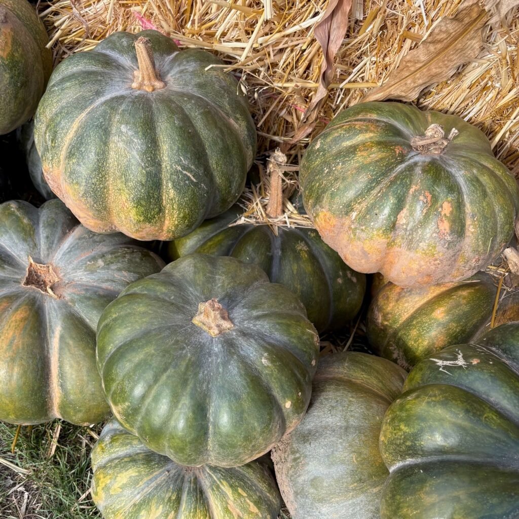 Green pampkins displayed in the pumpkin field 2026