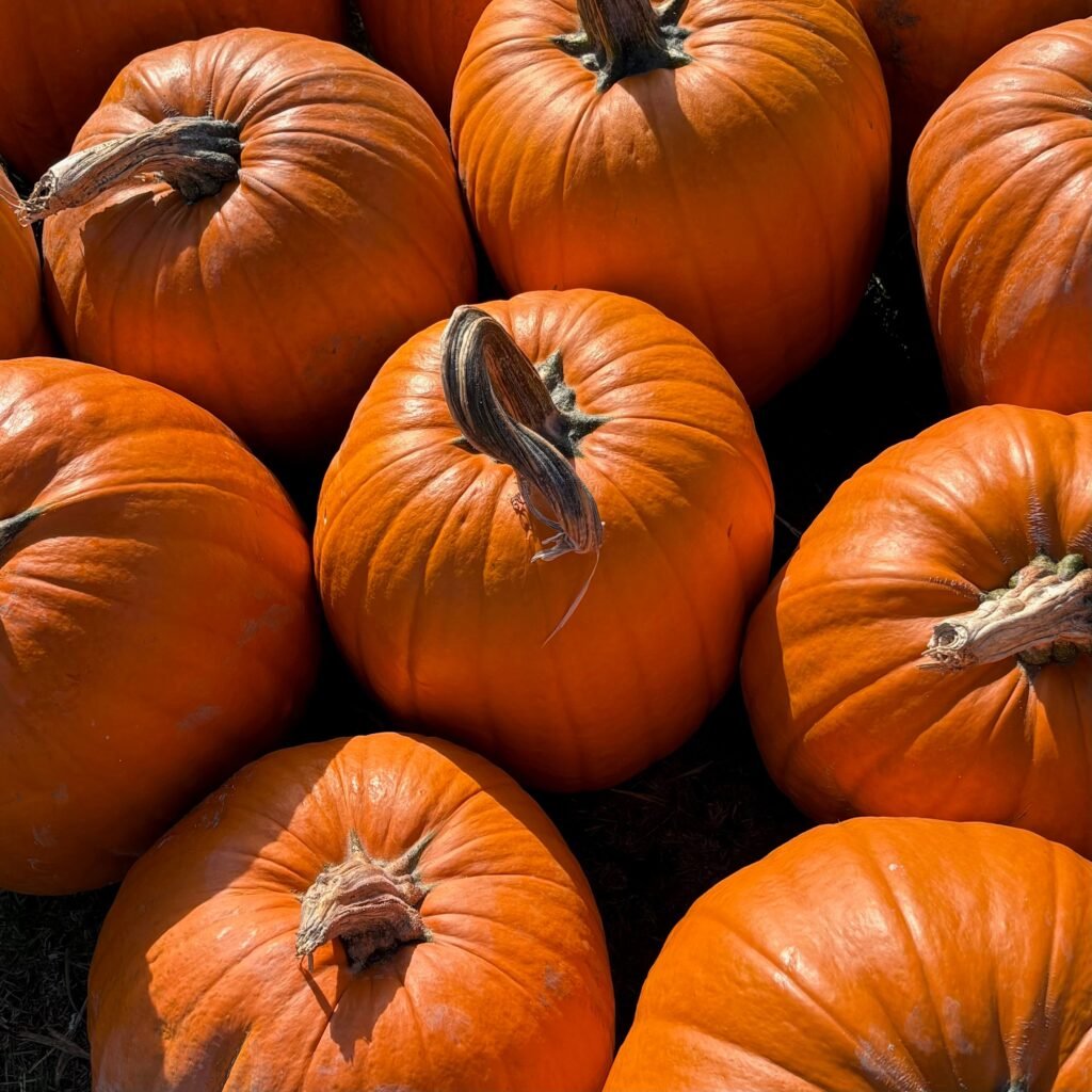 Orange pampkins displayed in the pumpkin field 2026