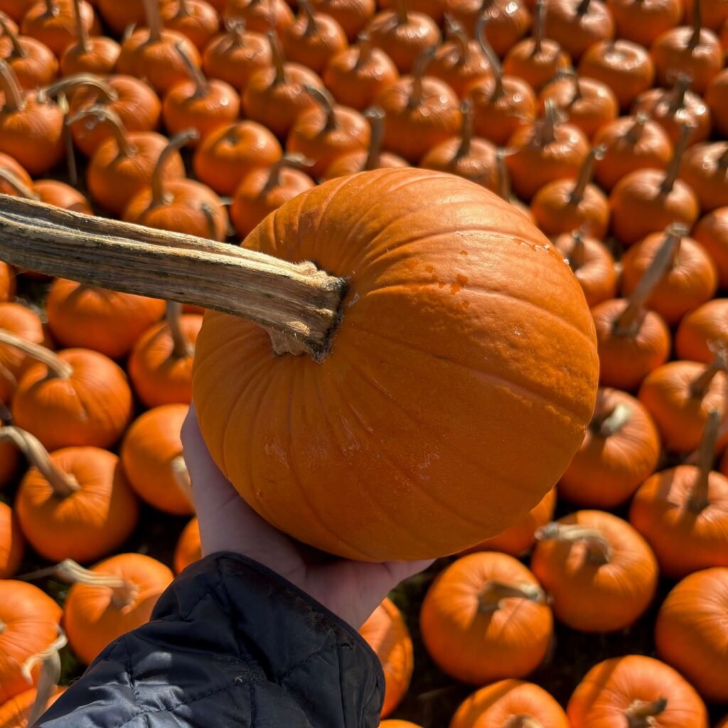 Picking an orange pumpkin in the dog-friendly Pumpkin Patch in Warwickshire
