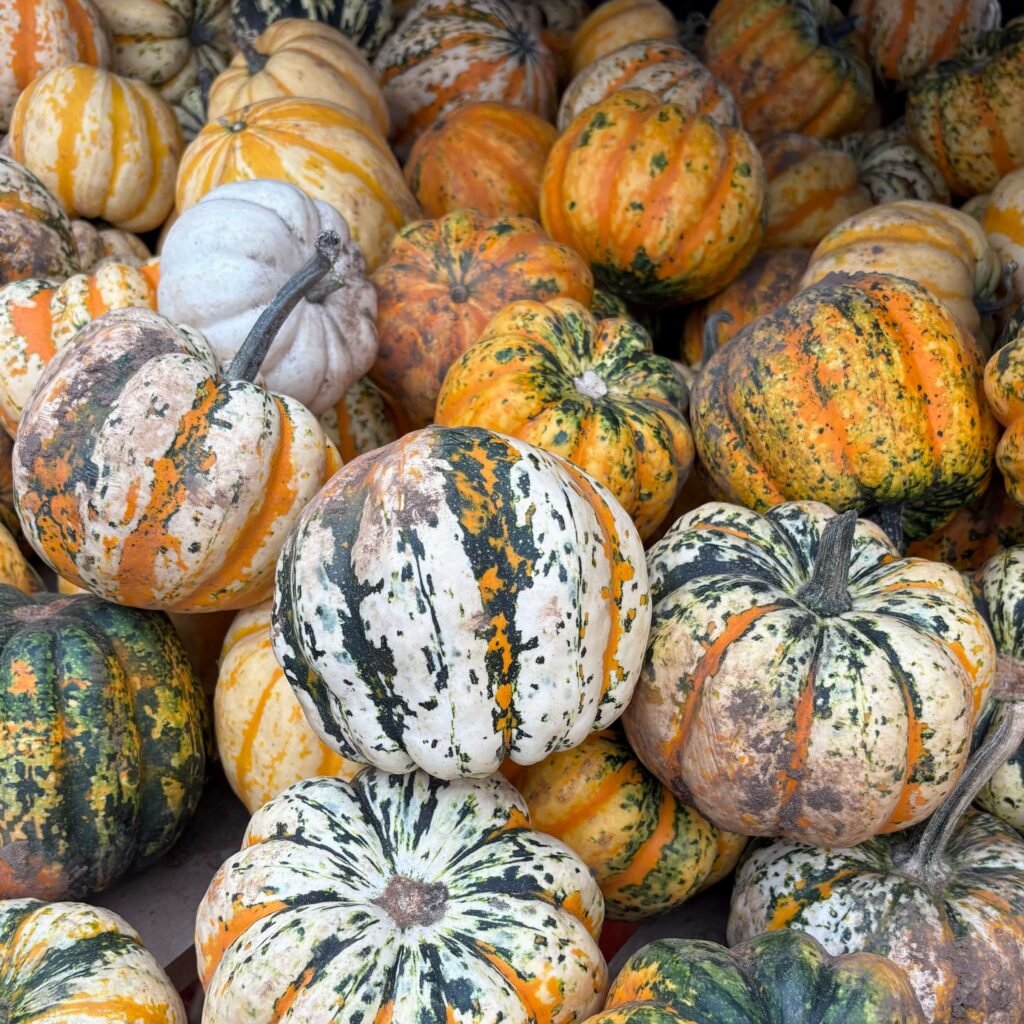 Selection of different pumpkins from a dog-friendly Pumpkin Patch