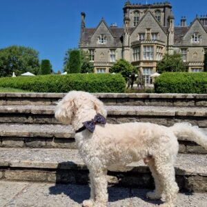 De Vere Tortworth Court, a dog-friendly historic hotel in Gloucestershire