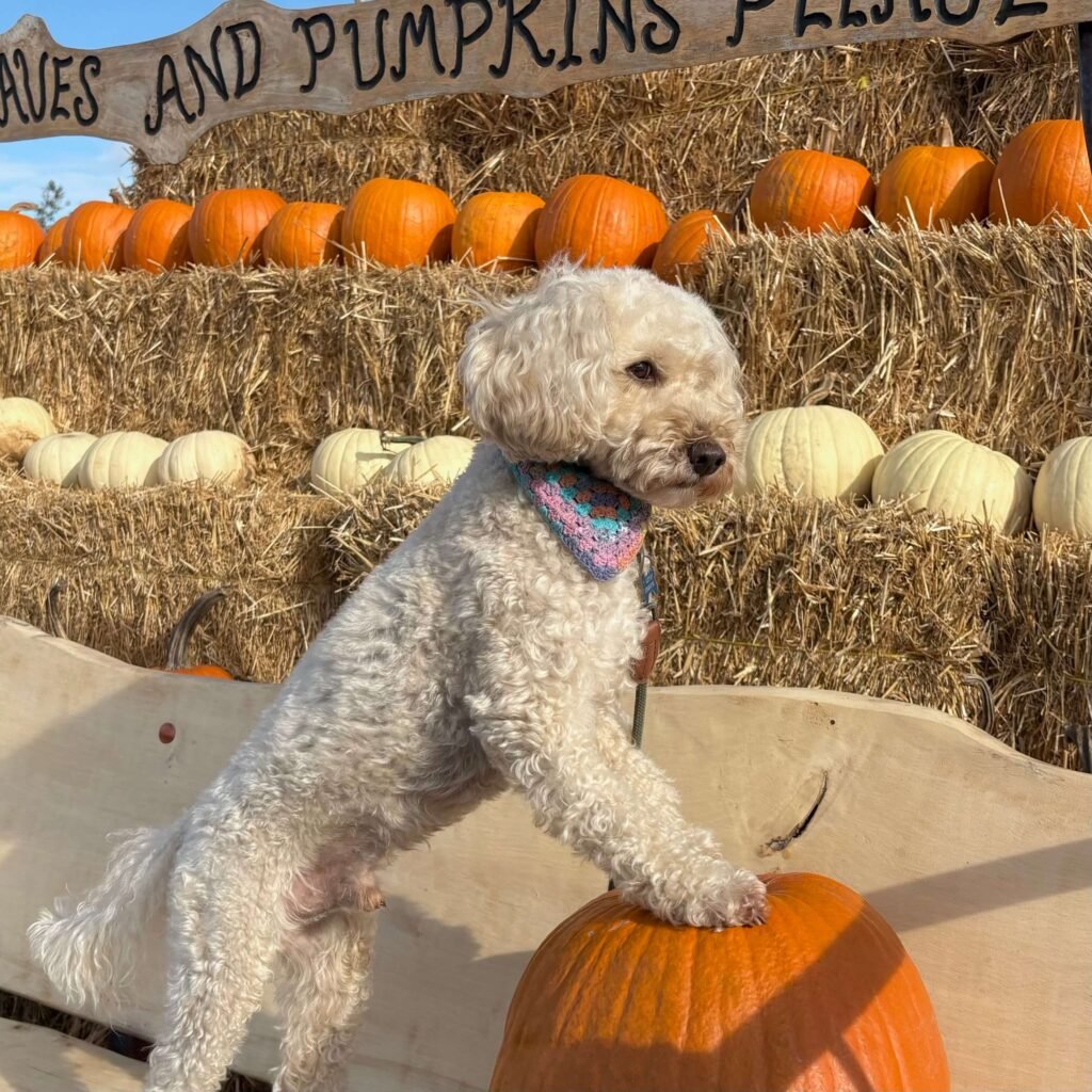 Winnie with his paws on the big pumpkin at Pumpkins R Us in Warwickshire