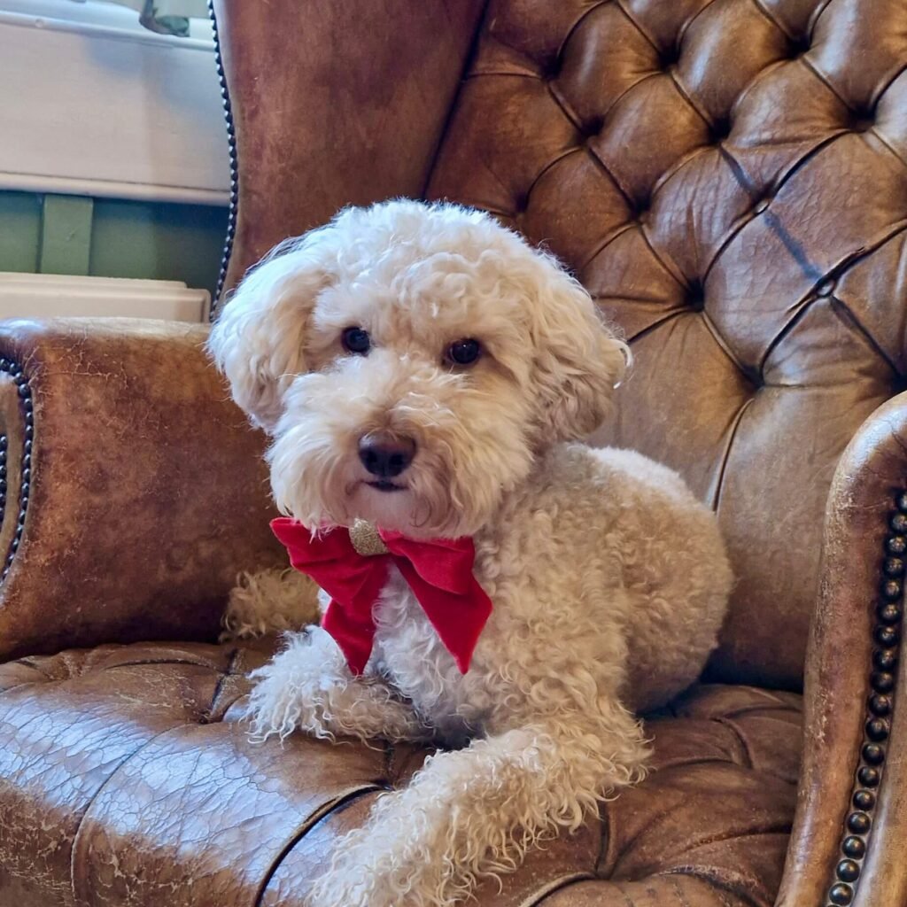 Winnie inside Grosvenor Villa, a dog-friendly stay in Bath