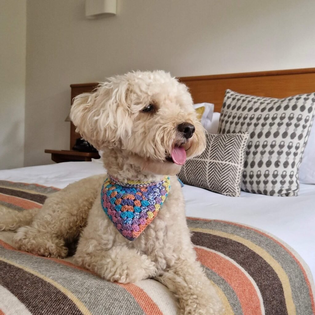 Winnie inside Hotel Meudon, a dog-friendly hotel in Cornwall