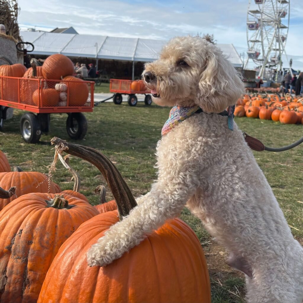 Winnie picking his own big pumpkin at the Pumpkin Patch