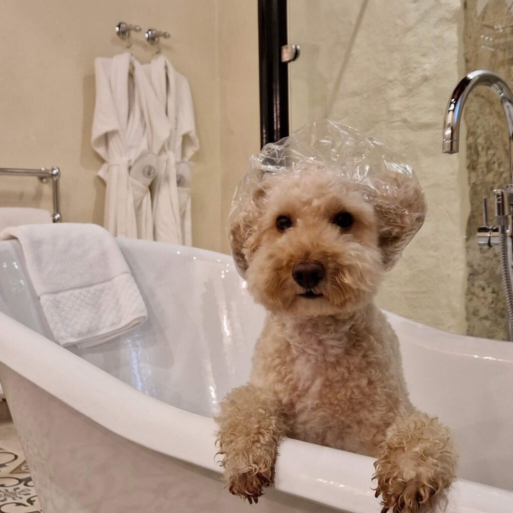 Winnie inside Thornbury Castle, a dog-friendly historic hotel