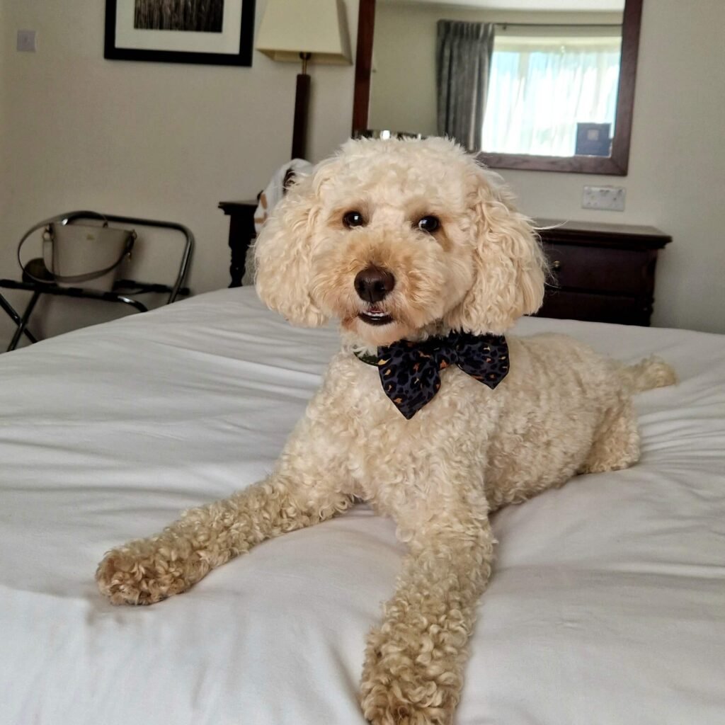 Winnie inside De Vere Tortworth Court, a dog-friendly historic hotel