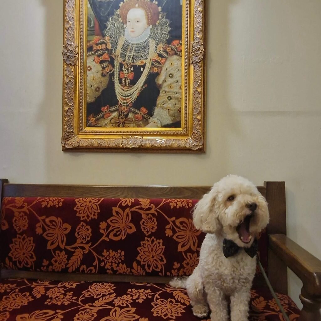 Winnie inside the dog-friendly Tudor House Hotel in Tewkesbury