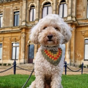 Winnie the Cockapoo walking through the grounds of Waddesdon Manor